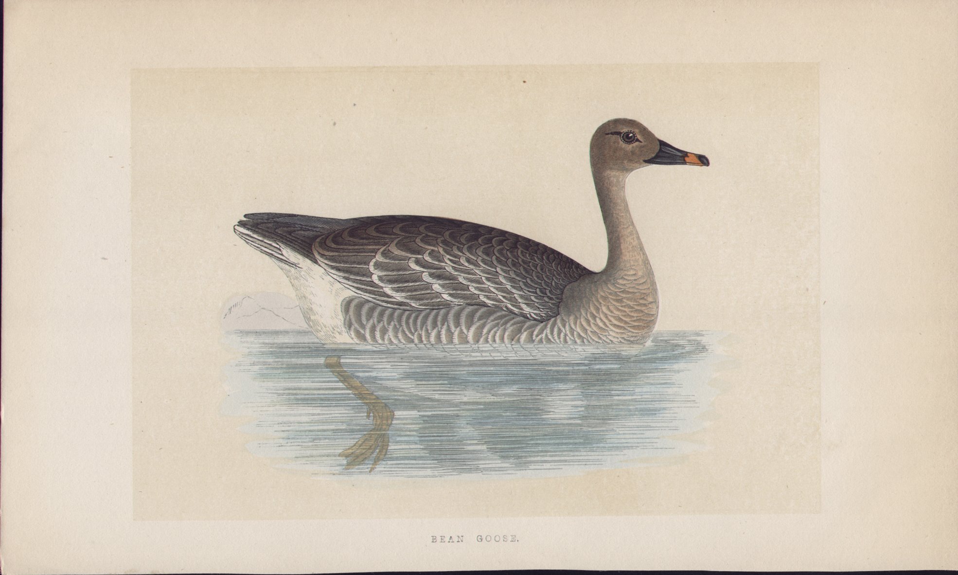 Wood - Bean Goose - Fawcett